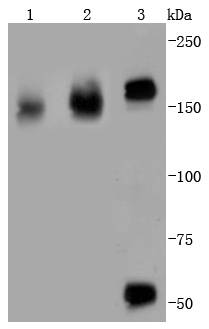 EGFR Rabbit mAb