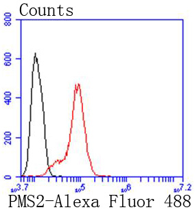 PMS2 Rabbit mAb