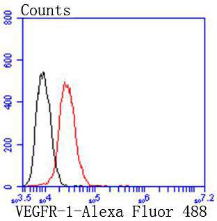 VEGF Receptor 1 Rabbit mAb