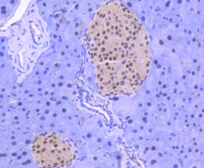 HDAC1 Rabbit mAb