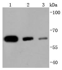 HDAC1 Rabbit mAb