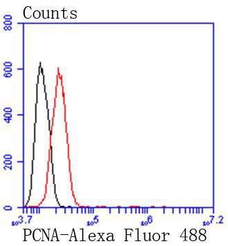 PCNA Rabbit mAb