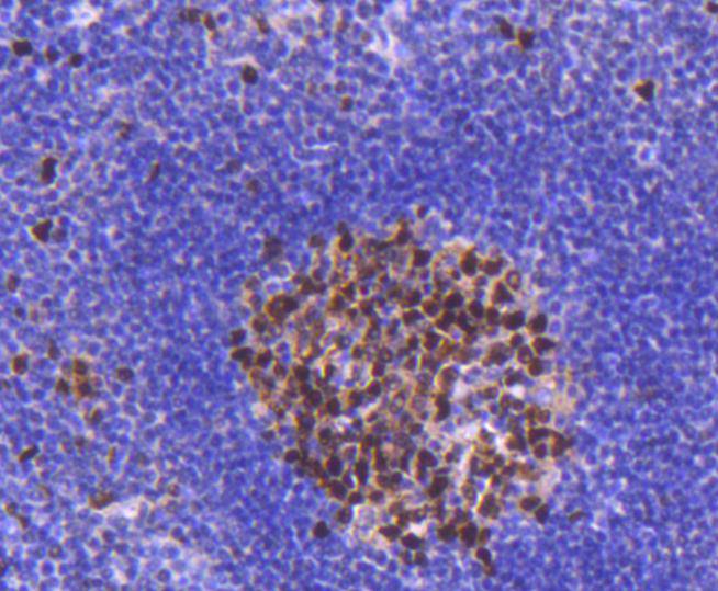 PCNA Rabbit mAb