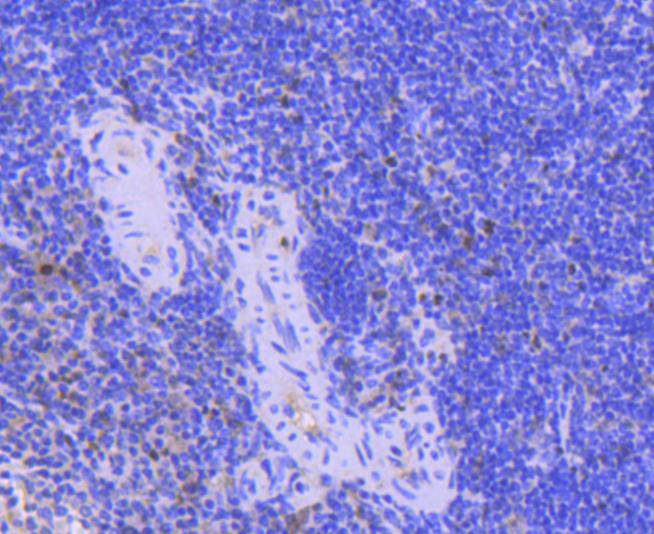 PCNA Rabbit mAb