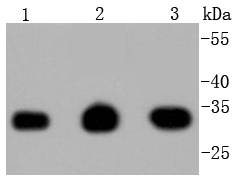 PCNA Rabbit mAb