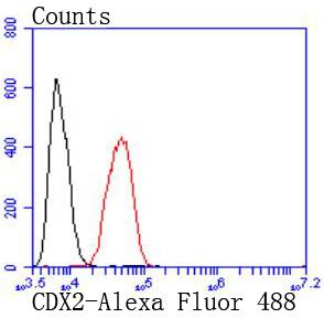 CDX2 Rabbit mAb