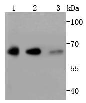 YY1 Rabbit mAb