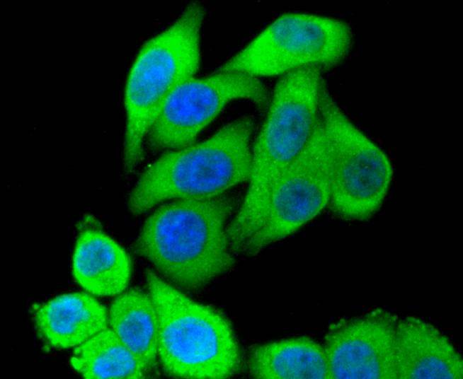 STAT3 Rabbit mAb