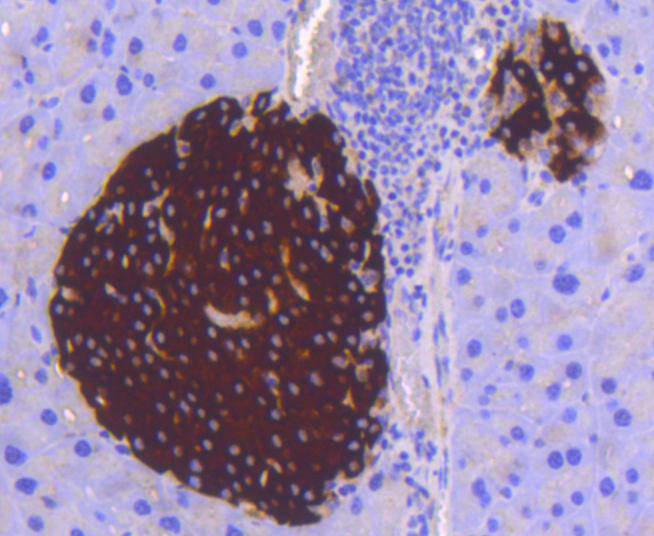 STAT3 Rabbit mAb