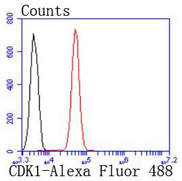 CDK1 Rabbit mAb