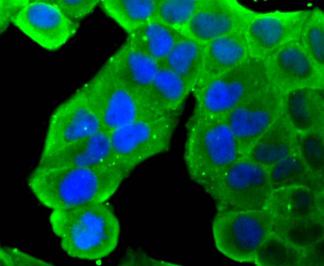 Hsp90 beta Rabbit mAb