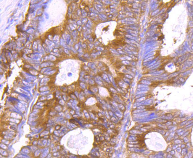 Hsp90 beta Rabbit mAb