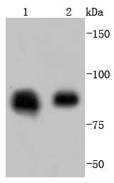 Hsp90 beta Rabbit mAb