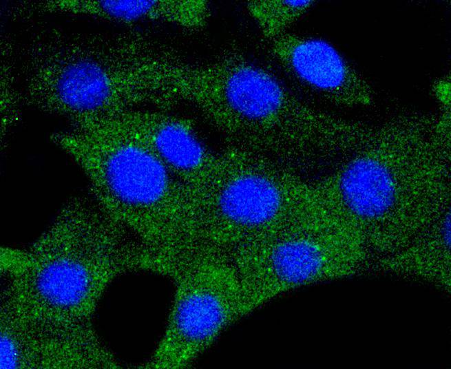 Hsp90 alpha Rabbit mAb