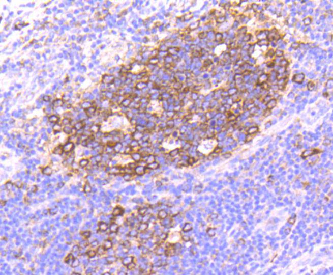 Hsp90 alpha Rabbit mAb