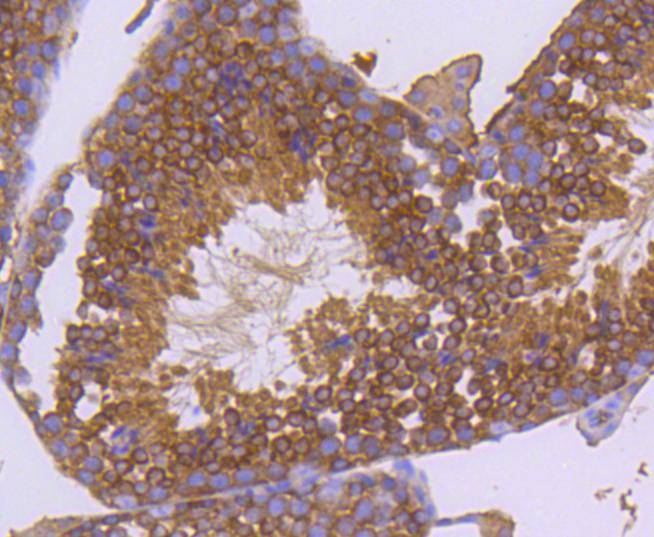 Hsp90 alpha Rabbit mAb