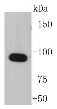 Hsp90 alpha Rabbit mAb