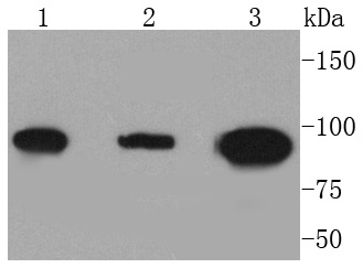 Dnmt3b Rabbit mAb