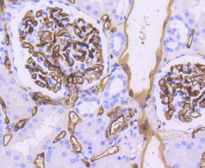 CD34 Rabbit mAb