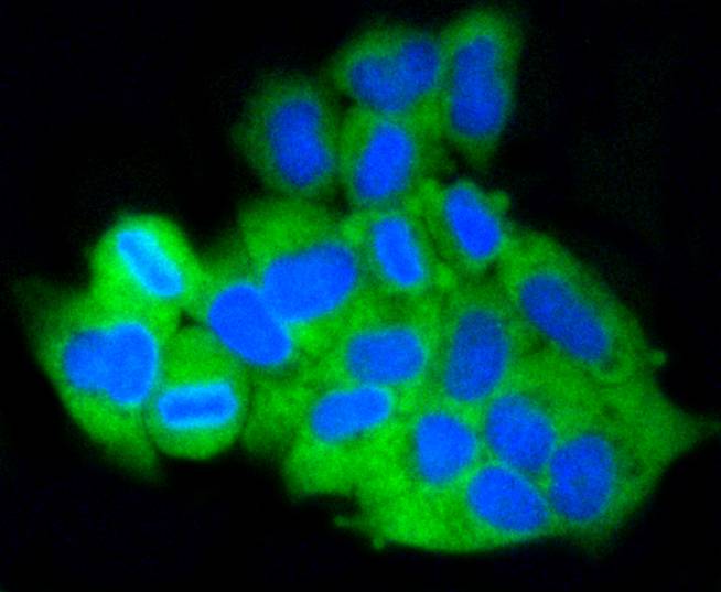 MCL1 Rabbit mAb