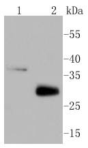 MCL1 Rabbit mAb