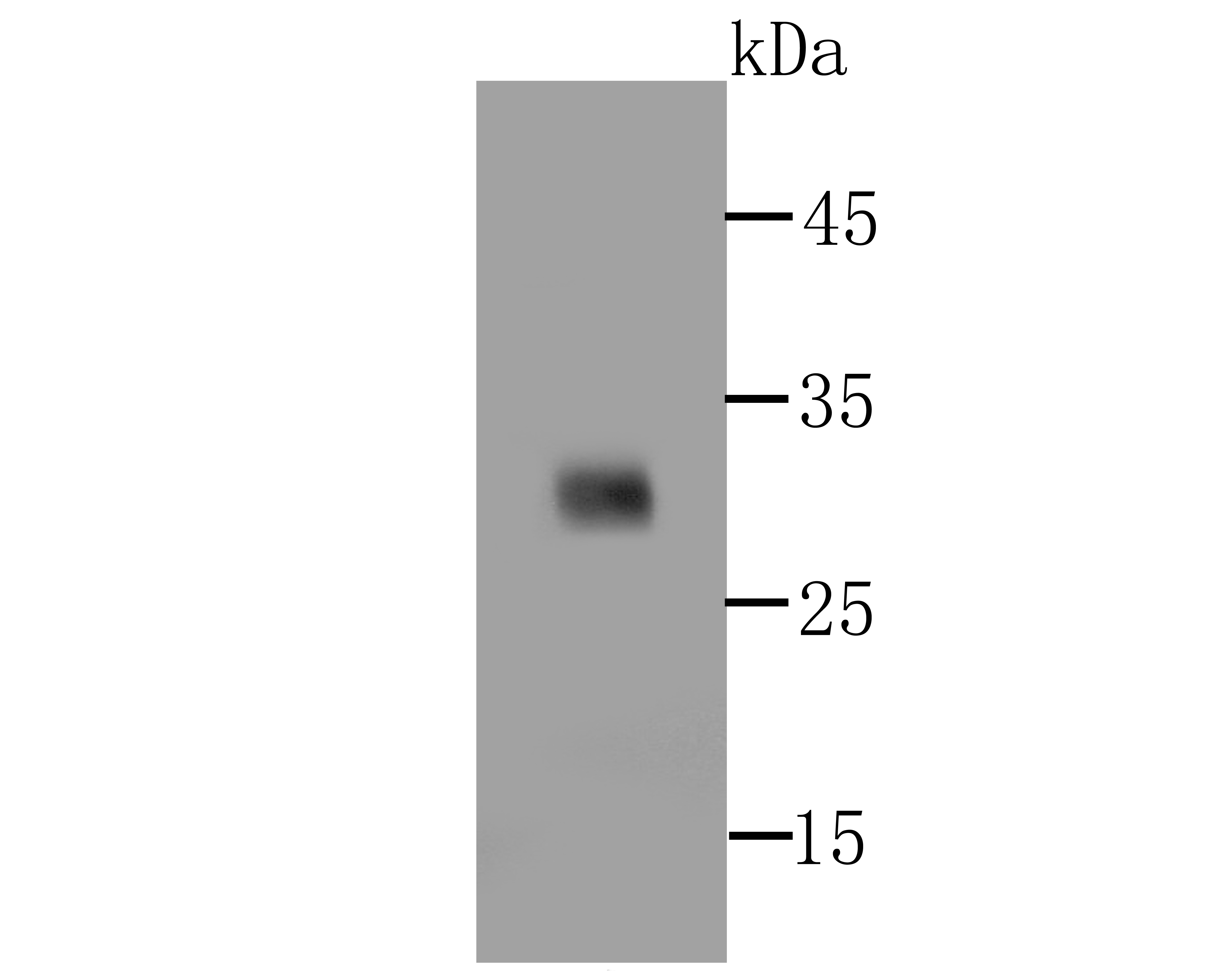 PD1 Rabbit mAb