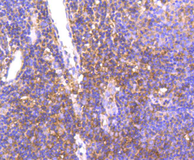 Met(C-Met) Rabbit mAb