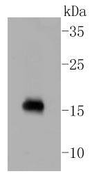 Calmodulin Rabbit mAb