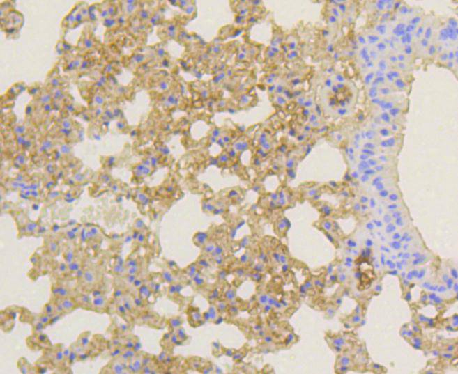 Notch 1 Rabbit mAb