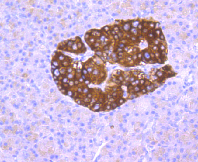 Synaptophysin Rabbit mAb