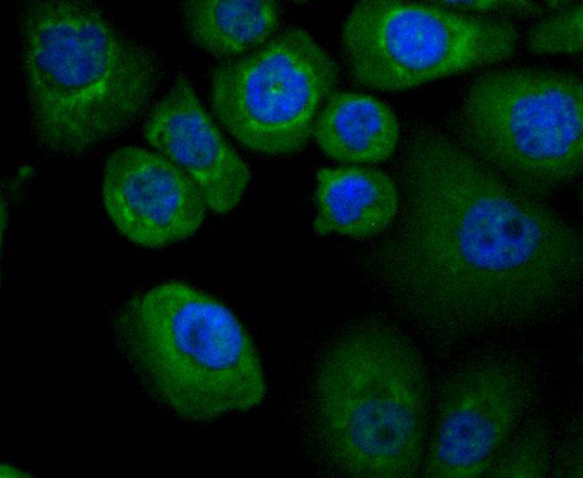 Apaf-1 Rabbit mAb