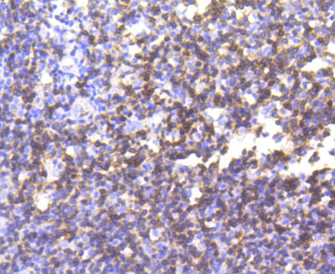 CD3 epsilon Rabbit mAb