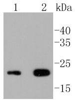 CD3 epsilon Rabbit mAb