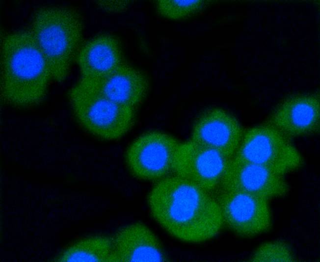 Stat3 Rabbit mAb