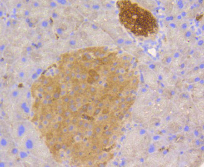 Stat3 Rabbit mAb