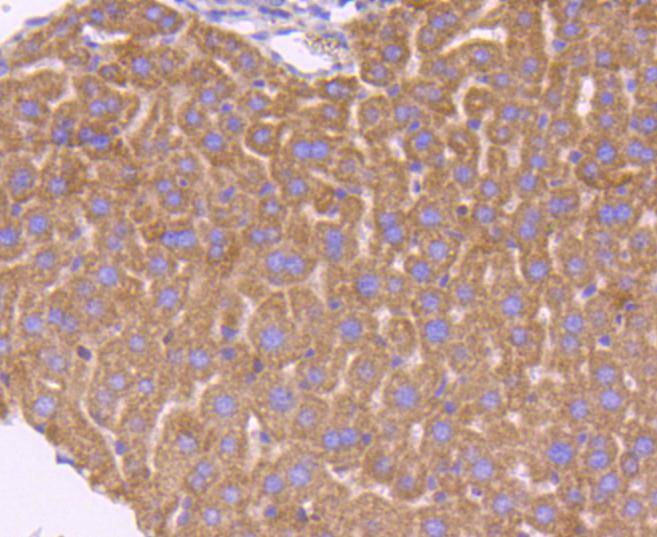 Smad3 Rabbit mAb