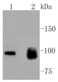 MKLP1 Rabbit mAb