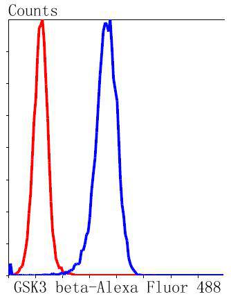GSK3 beta Rabbit mAb