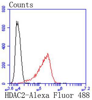 HDAC2 Rabbit mAb