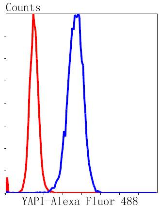 YAP1 Rabbit mAb