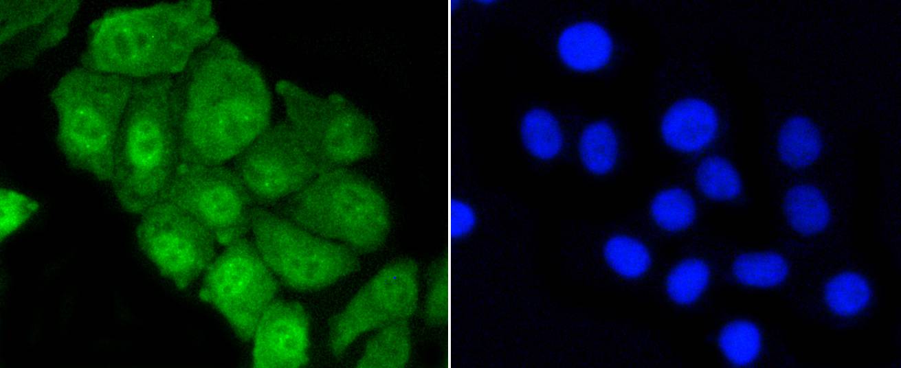 YAP1 Rabbit mAb