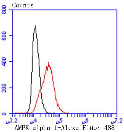 AMPK alpha 1 Rabbit mAb