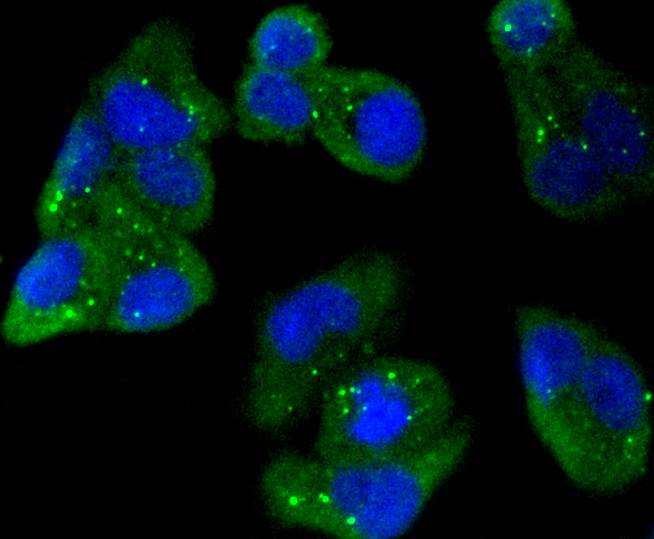 AMPK alpha 1 Rabbit mAb