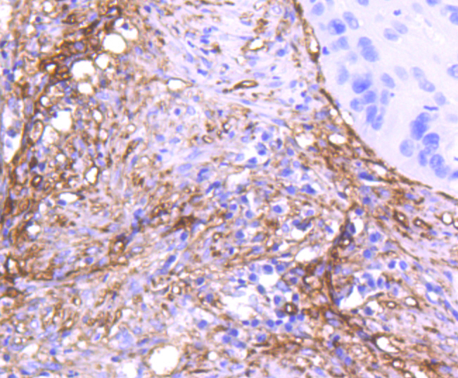 CD90 Rabbit mAb