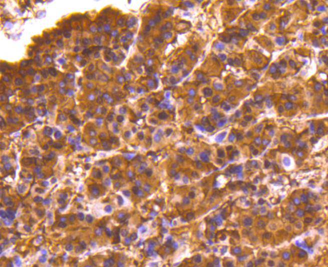 Lactate Dehydrogenase Rabbit mAb