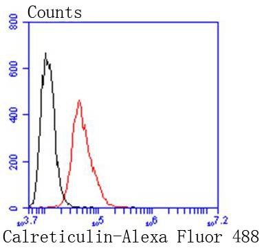 Calreticulin Rabbit mAb