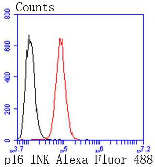 p16INK4A Rabbit mAb