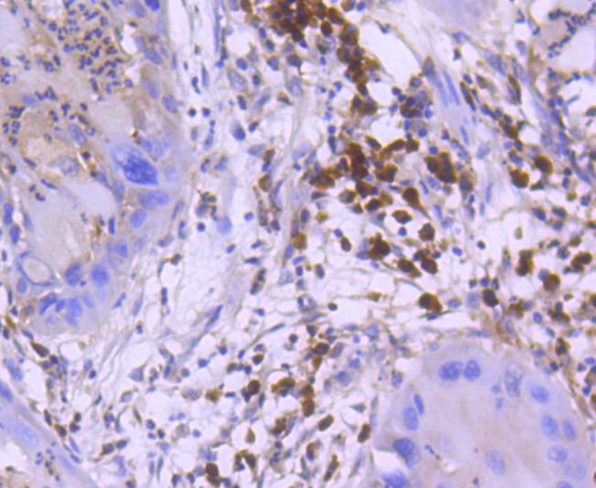 active+pro Caspase 3 Rabbit mAb