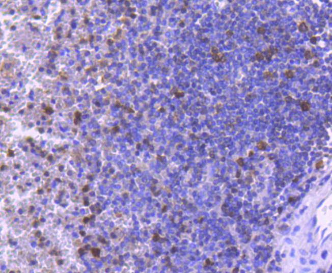 active+pro Caspase 3 Rabbit mAb