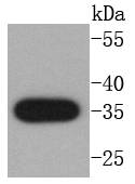 active+pro Caspase 3 Rabbit mAb